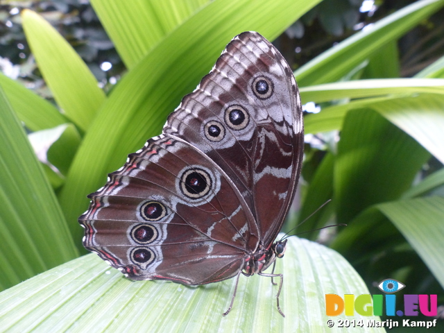 FZ007465 Blue butterfly